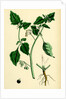 Solanum Nigrum Var. A Black Nightshade by Anonymous