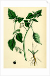 Solanum Nigrum Var. A Black Nightshade by Anonymous