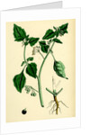 Solanum Nigrum Var. A Black Nightshade by Anonymous