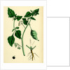 Solanum Nigrum Var. A Black Nightshade by Anonymous