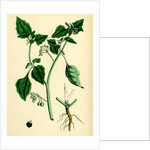 Solanum Nigrum Var. A Black Nightshade by Anonymous