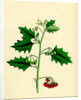 Solanum Nigrum Var. B Red Nightshade by Anonymous
