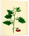 Solanum Nigrum Var. B Red Nightshade by Anonymous