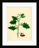 Solanum Nigrum Var. B Red Nightshade by Anonymous