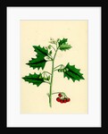 Solanum Nigrum Var. B Red Nightshade by Anonymous
