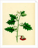 Solanum Nigrum Var. B Red Nightshade by Anonymous