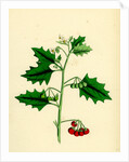 Solanum Nigrum Var. B Red Nightshade by Anonymous