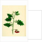 Solanum Nigrum Var. B Red Nightshade by Anonymous