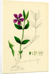 Vinca Minor Lesser Periwinkle by Anonymous