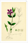 Vinca Minor Lesser Periwinkle by Anonymous