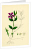 Vinca Minor Lesser Periwinkle by Anonymous