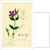 Vinca Minor Lesser Periwinkle by Anonymous