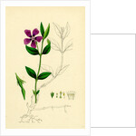 Vinca Minor Lesser Periwinkle by Anonymous