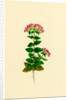 Erythraea Latifolia Broad-Leaved Centaury by Anonymous