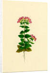 Erythraea Latifolia Broad-Leaved Centaury by Anonymous