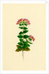 Erythraea Latifolia Broad-Leaved Centaury by Anonymous