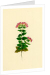 Erythraea Latifolia Broad-Leaved Centaury by Anonymous