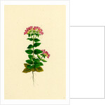 Erythraea Latifolia Broad-Leaved Centaury by Anonymous