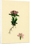Erythraea Littoralis Narrow-Leaved Centaury by Anonymous