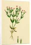 Erythraea Pulchella Slender Centaury by Anonymous
