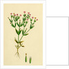 Erythraea Pulchella Slender Centaury by Anonymous