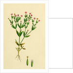 Erythraea Pulchella Slender Centaury by Anonymous