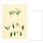 Cicendia Pusiila Least Cicendia by Anonymous