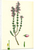 Erica Cinerea Fine-Leaved Heath by Anonymous