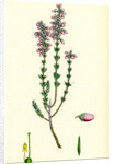 Erica Cinerea Fine-Leaved Heath by Anonymous
