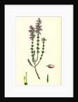 Erica Cinerea Fine-Leaved Heath by Anonymous
