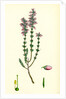 Erica Cinerea Fine-Leaved Heath by Anonymous