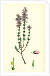 Erica Cinerea Fine-Leaved Heath by Anonymous