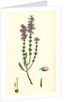 Erica Cinerea Fine-Leaved Heath by Anonymous