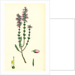 Erica Cinerea Fine-Leaved Heath by Anonymous