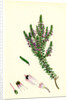 Erica Hibernica Irish Heath by Anonymous