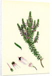 Erica Hibernica Irish Heath by Anonymous