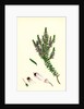 Erica Hibernica Irish Heath by Anonymous