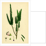 Erica Vagans Cornish Heath by Anonymous