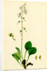 Pyrola Rotundifolia Var. Arenaria Round-Leaved Winter-Green Var. B. by Anonymous