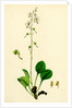 Pyrola Rotundifolia Var. Arenaria Round-Leaved Winter-Green Var. B. by Anonymous