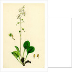 Pyrola Rotundifolia Var. Arenaria Round-Leaved Winter-Green Var. B. by Anonymous