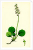 Pyrola Media Intermediate Winter-Green by Anonymous