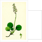 Pyrola Media Intermediate Winter-Green by Anonymous