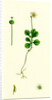 Pyrola Uniflora Single-Flowered Winter-Green by Anonymous