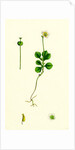 Pyrola Uniflora Single-Flowered Winter-Green by Anonymous