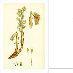 Monotropa Hypopitys Yellow Bird's-Nest by Anonymous