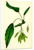 Fraxinus Excelsior Heteropylla Simple-Leaved Ash by Anonymous