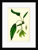 Fraxinus Excelsior Heteropylla Simple-Leaved Ash by Anonymous