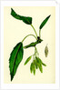 Fraxinus Excelsior Heteropylla Simple-Leaved Ash by Anonymous