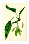 Fraxinus Excelsior Heteropylla Simple-Leaved Ash by Anonymous